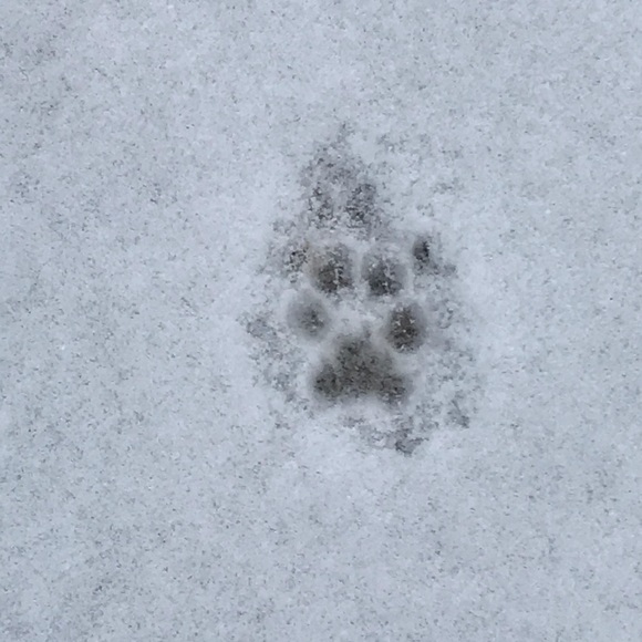 Meet your Posher, Antonia - Picture 1 of 1